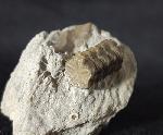 Balanocrinus subsulcatus (MNSTER in GOLDFUSS 1831) - Bild © FossNet FossilienStore